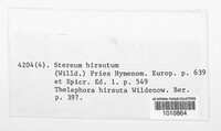 Stereum hirsutum image